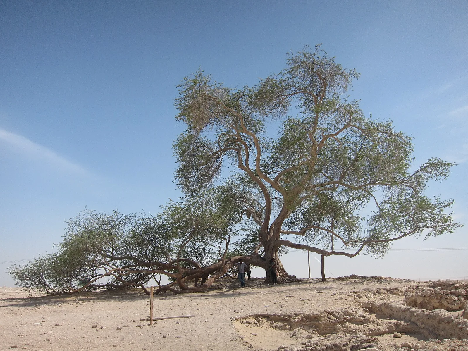 The Tree of Life standing in the Bahrain desert