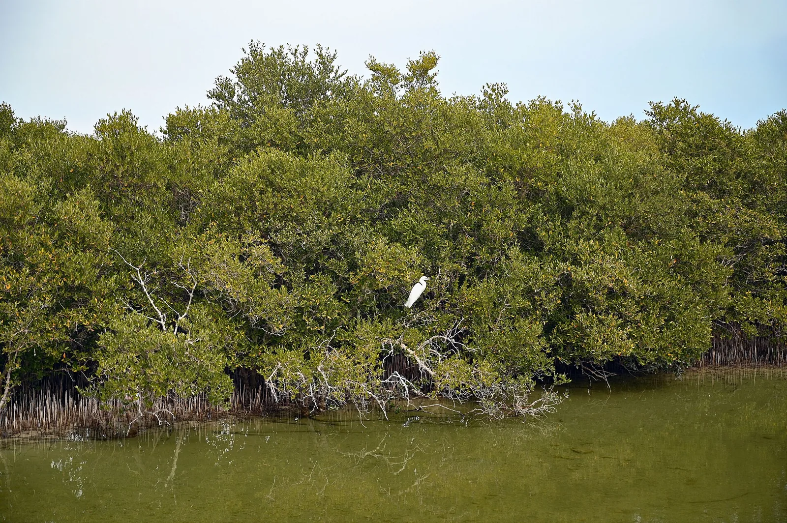 Mangrove vegetation beside the water at Al Thakira, Qatar